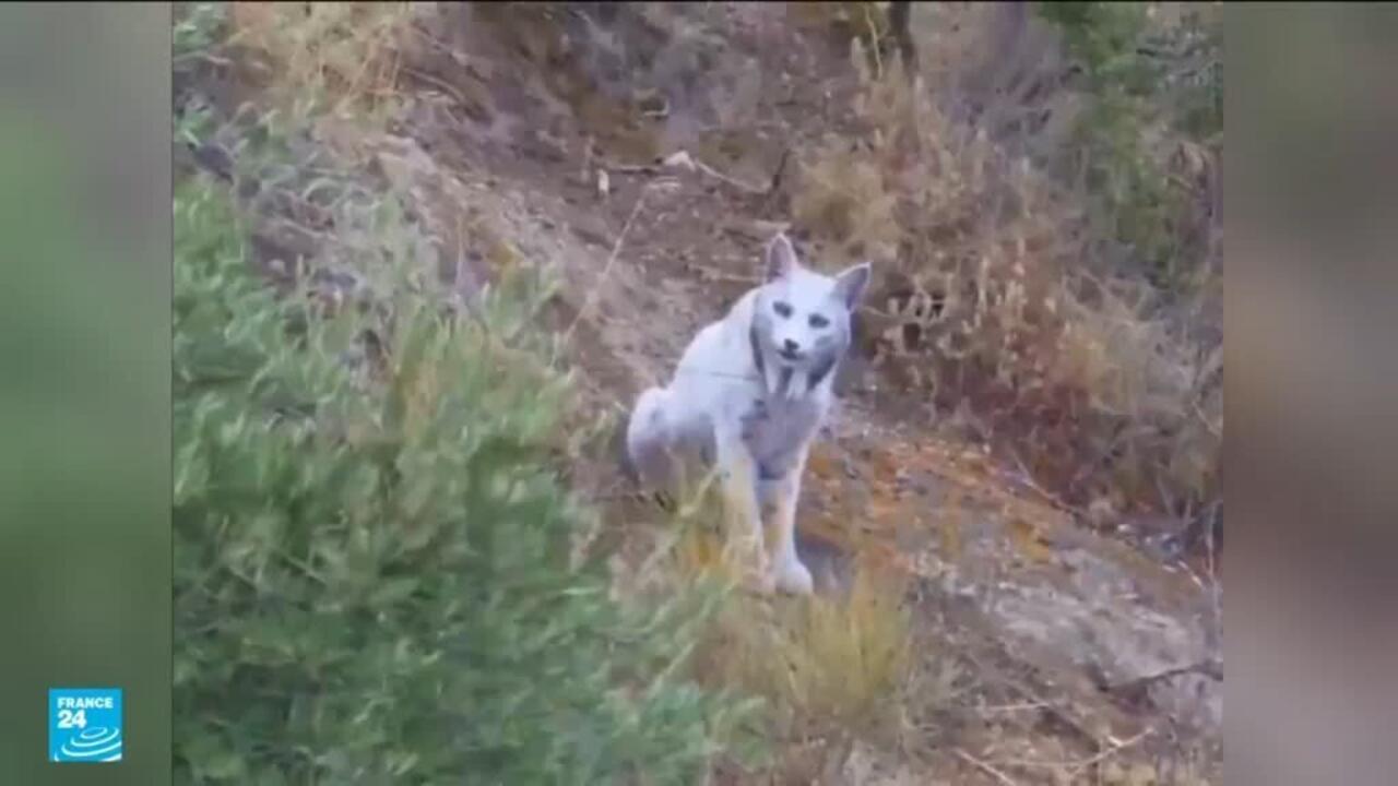 ظهور أول وشق أبيض إيبيري في جنوب إسبانيا