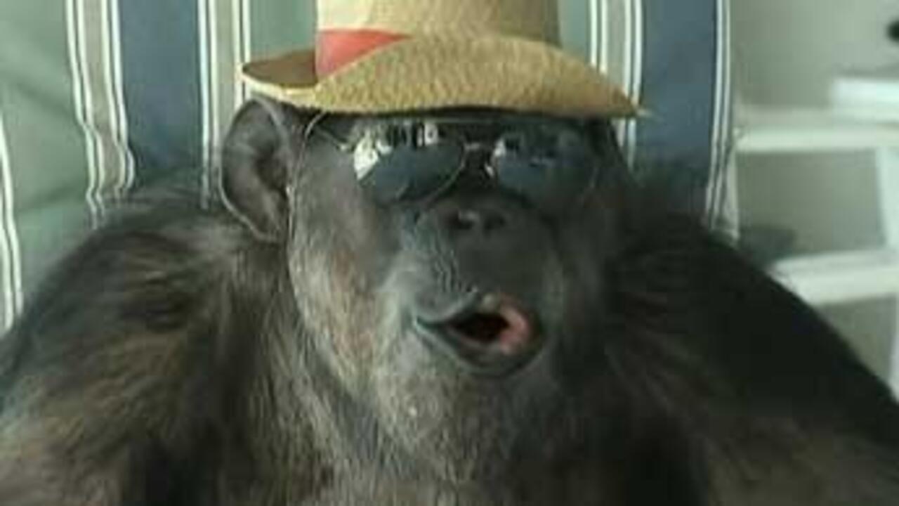 Did Cheetah the chimp of ‘Tarzan’ fame really die?