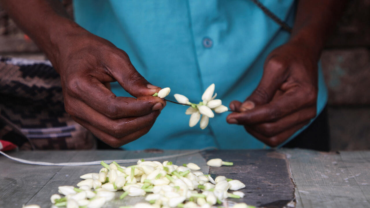 الفل اليمني… عبق يزين الأعراس وينعش الأسواق