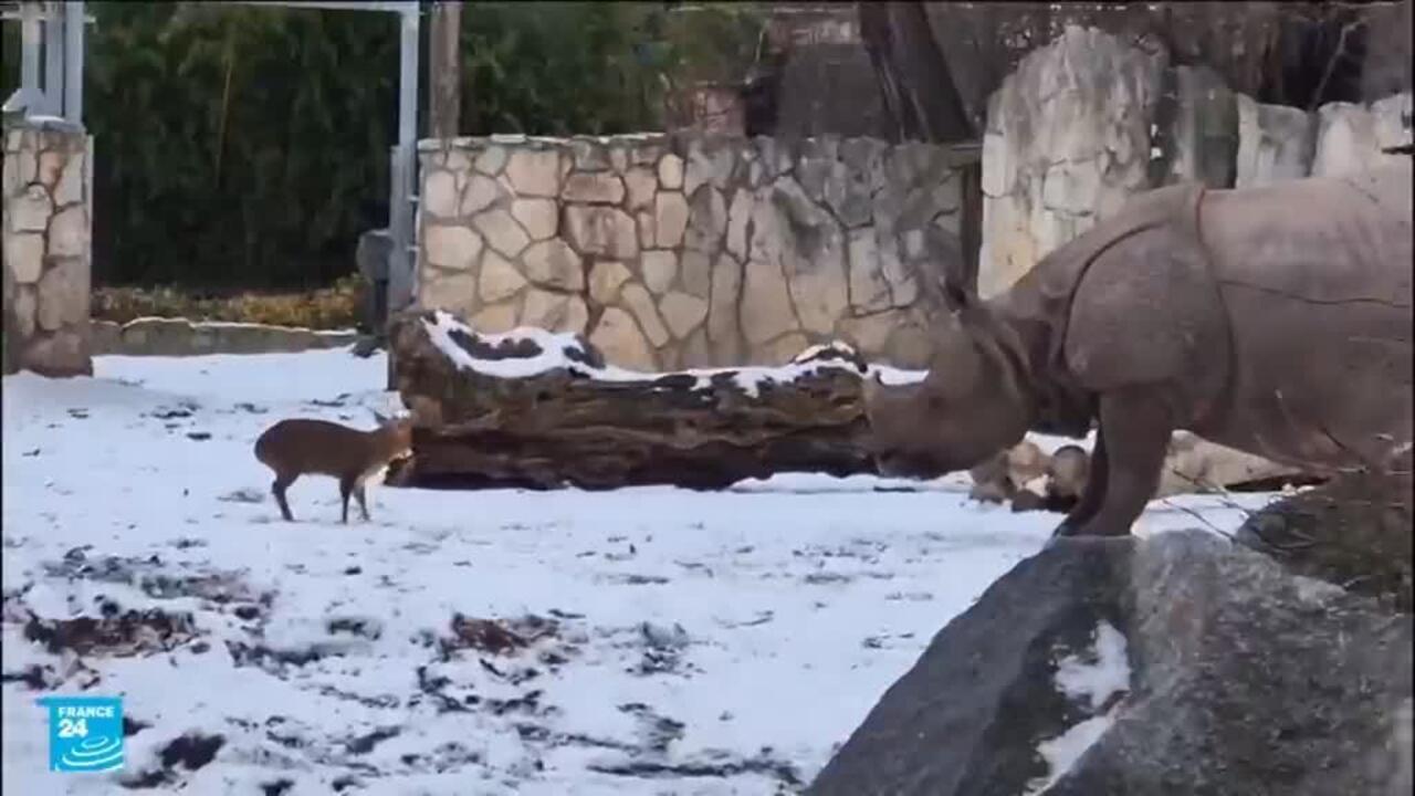 الشجاعة لا تقاس بالحجم: غزال صغير يتفوق على وحيد قرن