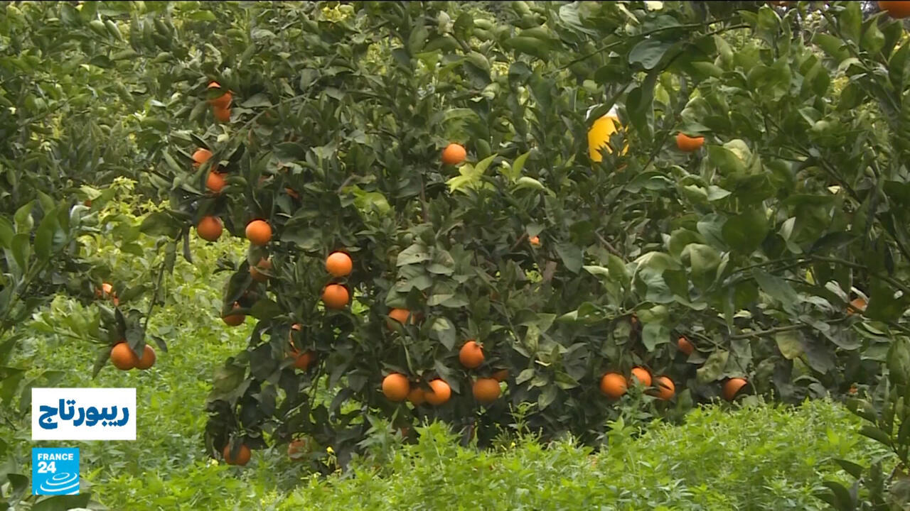 الفلاحة البيولوجية في تونس.. طريق نحو غذاء آمن ومستقبل مستدام