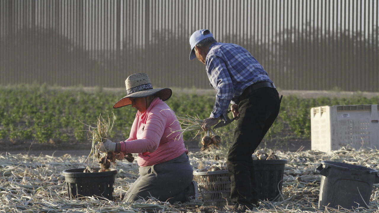 Trabajadores temporales cosechan cebollas en un rancho privado a lo largo de la frontera sur de Estados Unidos, en una zona no incorporada a 24 kilómetros al oeste de Columbus, Nuevo México, el 12 de junio de 2025.