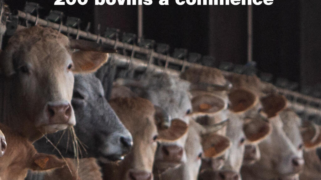 Dermatose nodulaire contagieuse : l’abattage de plus de 200 bovins a commencé