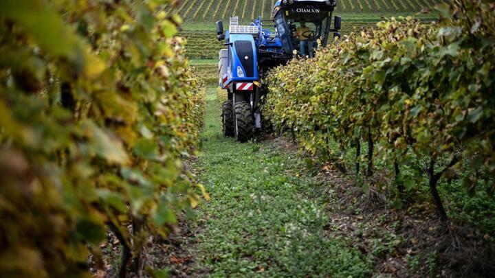 A Cognac producer harvests grapes in his vineyard in Saint-Preuil, in southwestern France, on October 15, 2024.