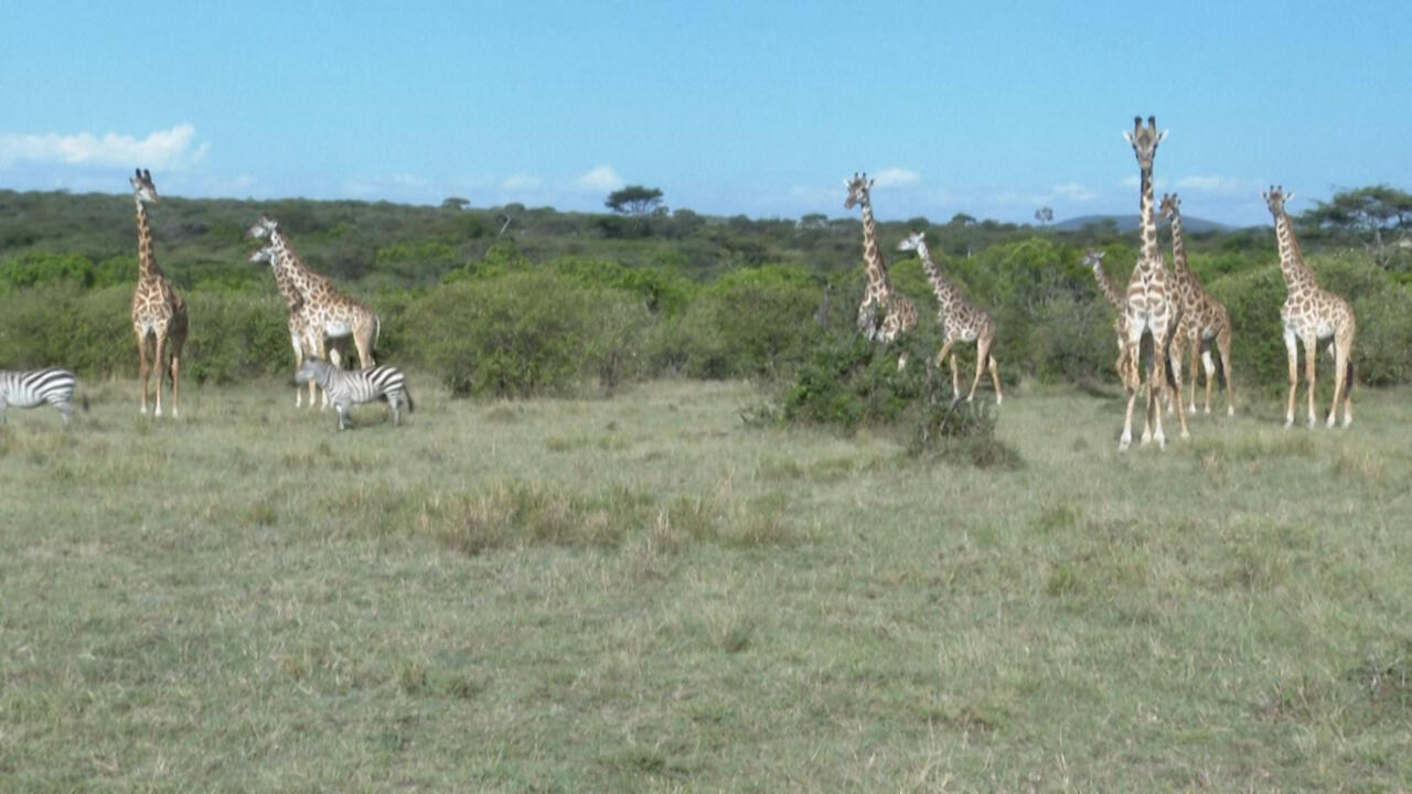 In Kenya, the Nashulai conservancy’s bold bet on coexistence with wildlife