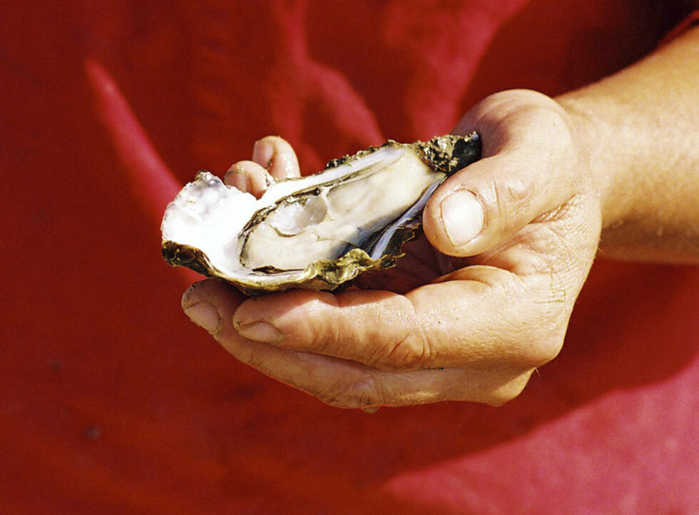 A French Oyster-farmer shows an oyster in his oyster bed parc in Marennes-Oleron, western France.