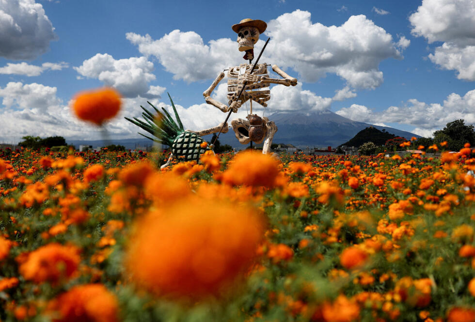 A giant skeleton figure called "Jimador", built by local artisans to represent a man dedicated to agave farming, is exhibited in a marigold field during Day of the Dead celebrations in Atlixco, Mexico