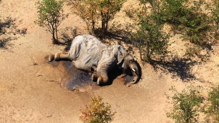 This image provided on July 3, 2020 courtesy of the National Park Rescue charity shows the carcass of one of the many elephants which have died mysteriously in the Okavango Delta in Botswana.