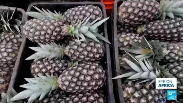 In Benin, tech entrepreneurs tackle pineapple waste