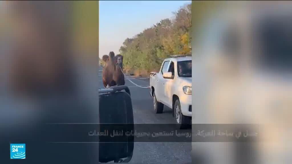 أوكرانيا تصادر جملا يستخدمه الجيش الروسي