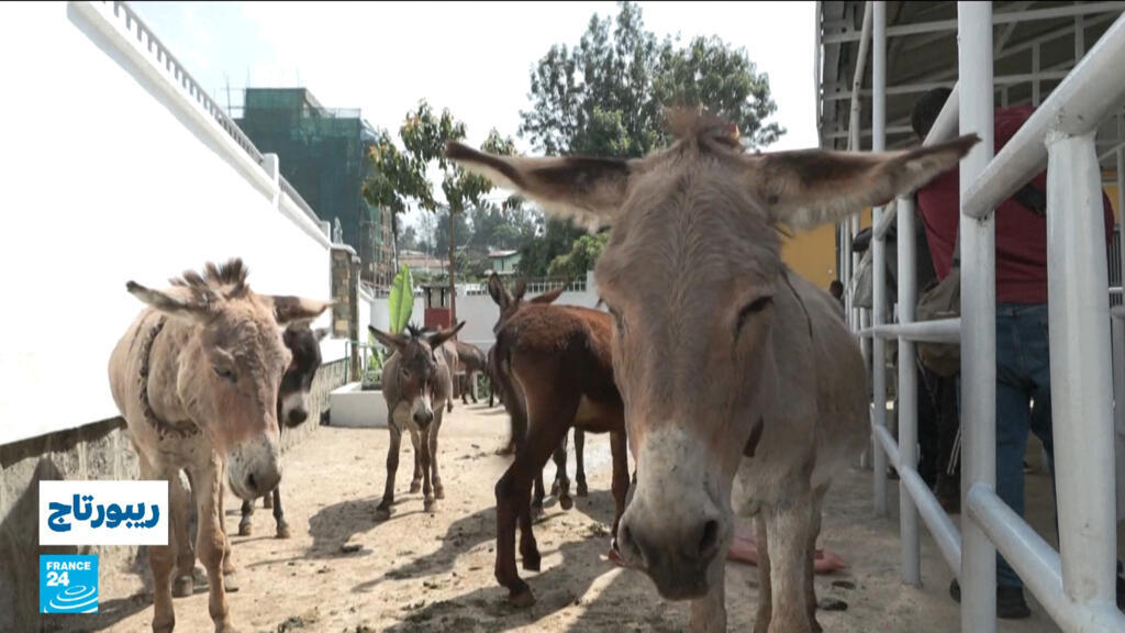 إثيوبيا: في بلد يضم ملايين الحمير.. عيادة مجانية تمنح الحيوانات المنسية فرصة للحياة