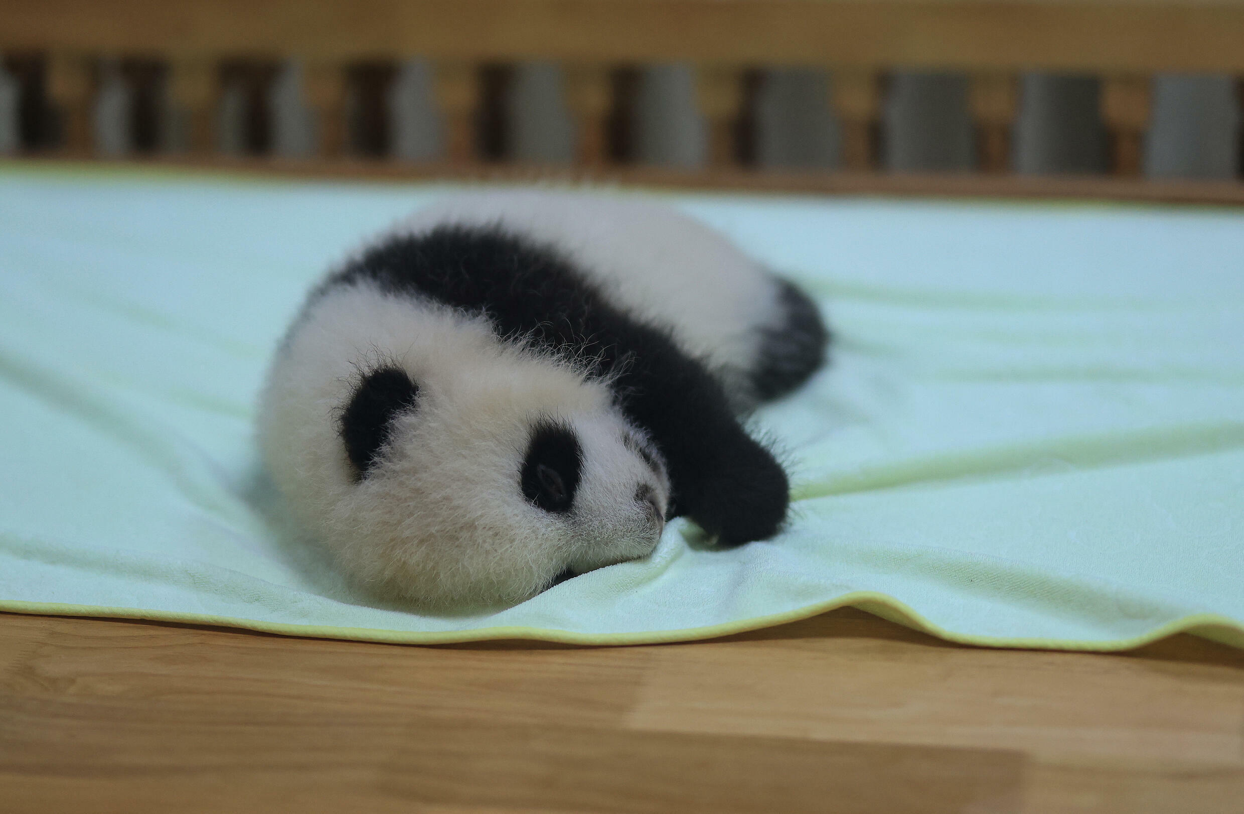 Asian deer's comeback marks rare China conservation success France 24