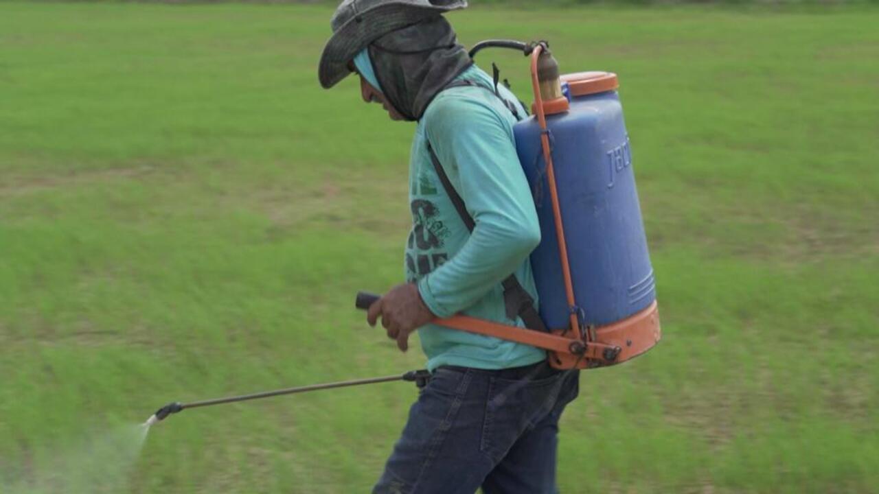 Vidéo au Brésil, champ libre pour les pesticides les plus dangereux ? Focus