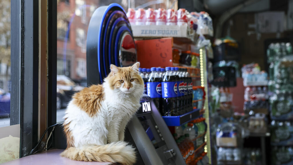 'Bodega cats': New York seeks rights for corner shops' furry little helpers