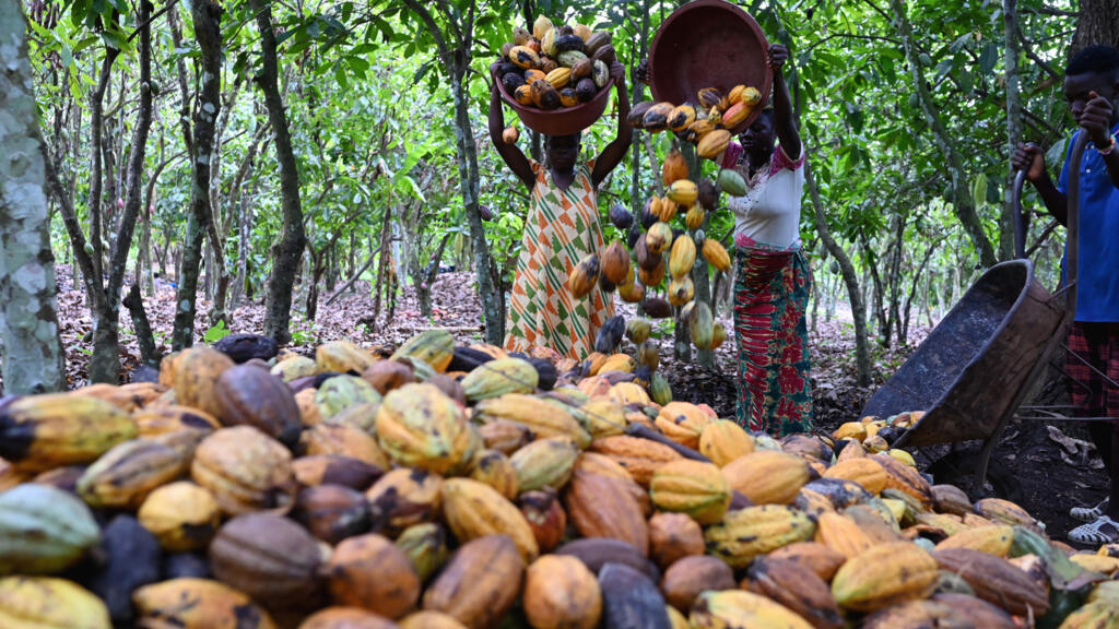 La crise du cacao en Côte d’Ivoire, premier grand défi économique du président Ouattara