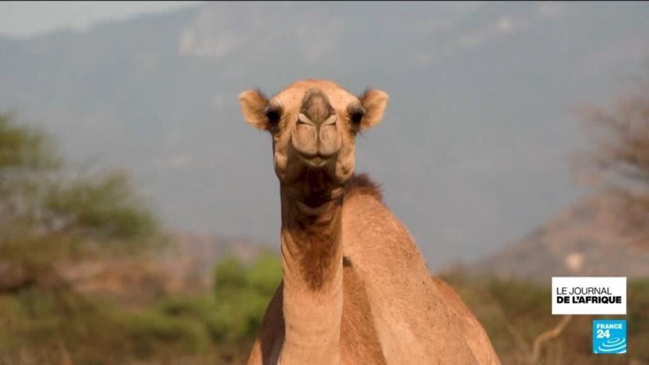 Dans le nord du Kenya frappé par le changement climatique, les dromadaires remplacent les vaches