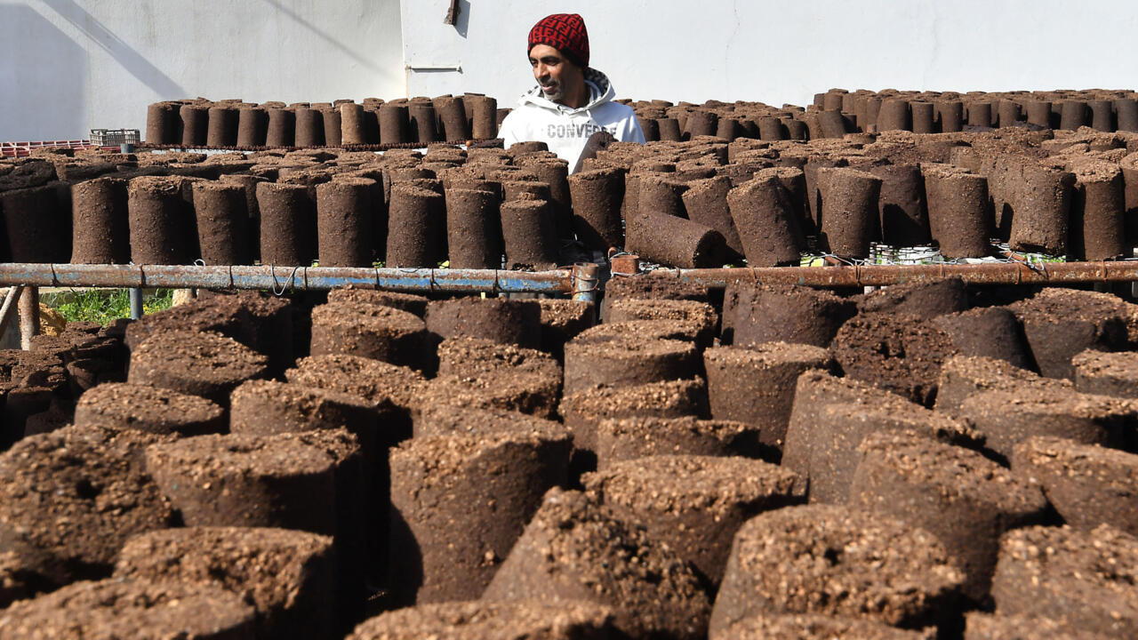 Tunisie : en alternative au bois, une start-up transforme les grignons d'olives en énergie