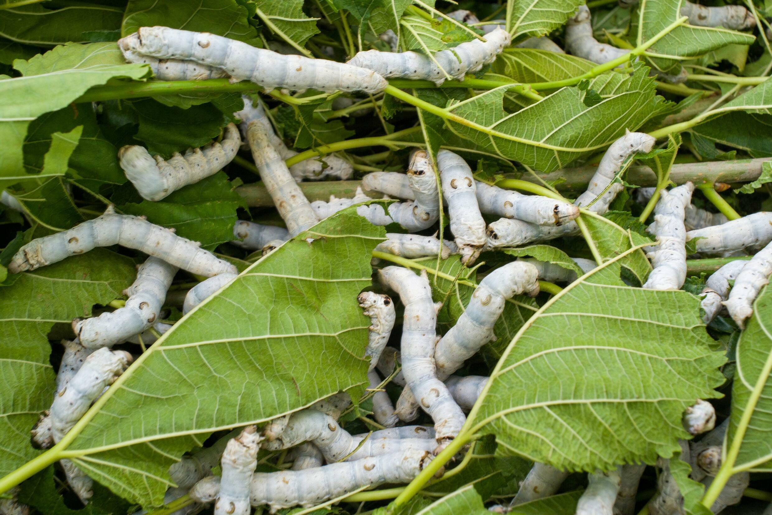 Silkworm cat grub smells like success