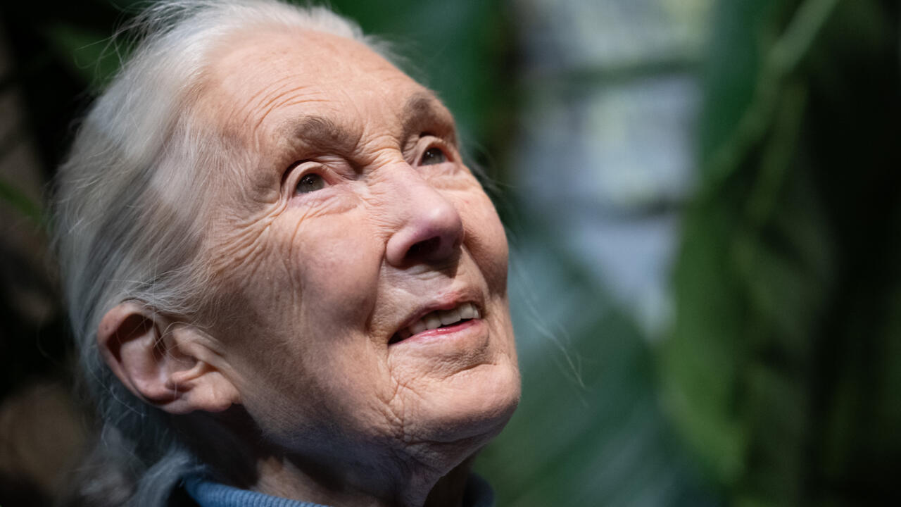 Décès de Jane Goodall : la justice sociale et environnementale chevillée au corps