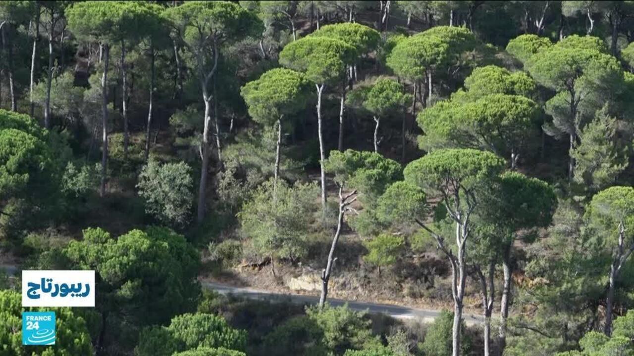 غابة بكاسين اللبنانية.. أشجار الصنوبر المثمرة تحت تهديد ظاهرة التغير المناخي