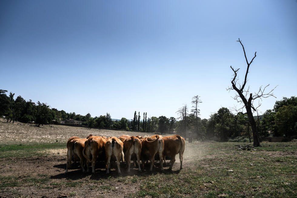 Des vaches Limousines paissent près d'une ferme à Brignais, dans le centre-est de la France, le 12 août 2025, en pleine canicule.