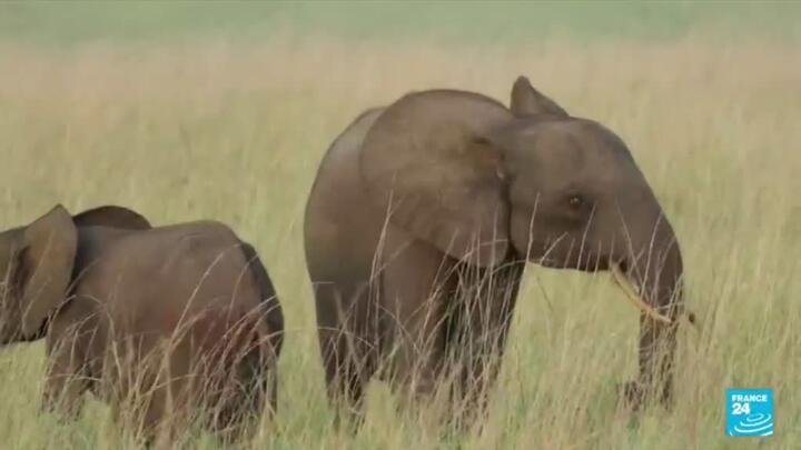 Elephant tusk DNA sleuthing reveals ivory trafficking networks