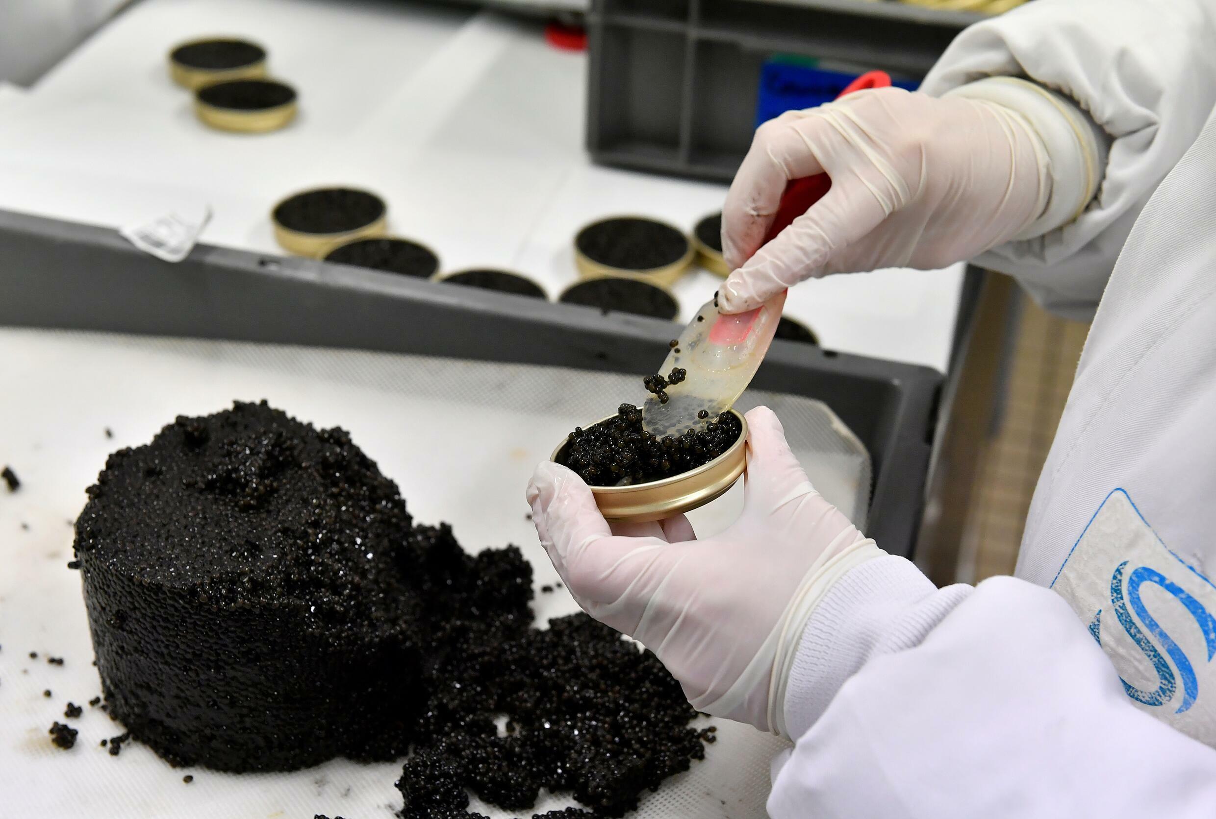 Preparing cans of caviar at the Storia aquaculture farm, December 7, 2022, near Bordeaux