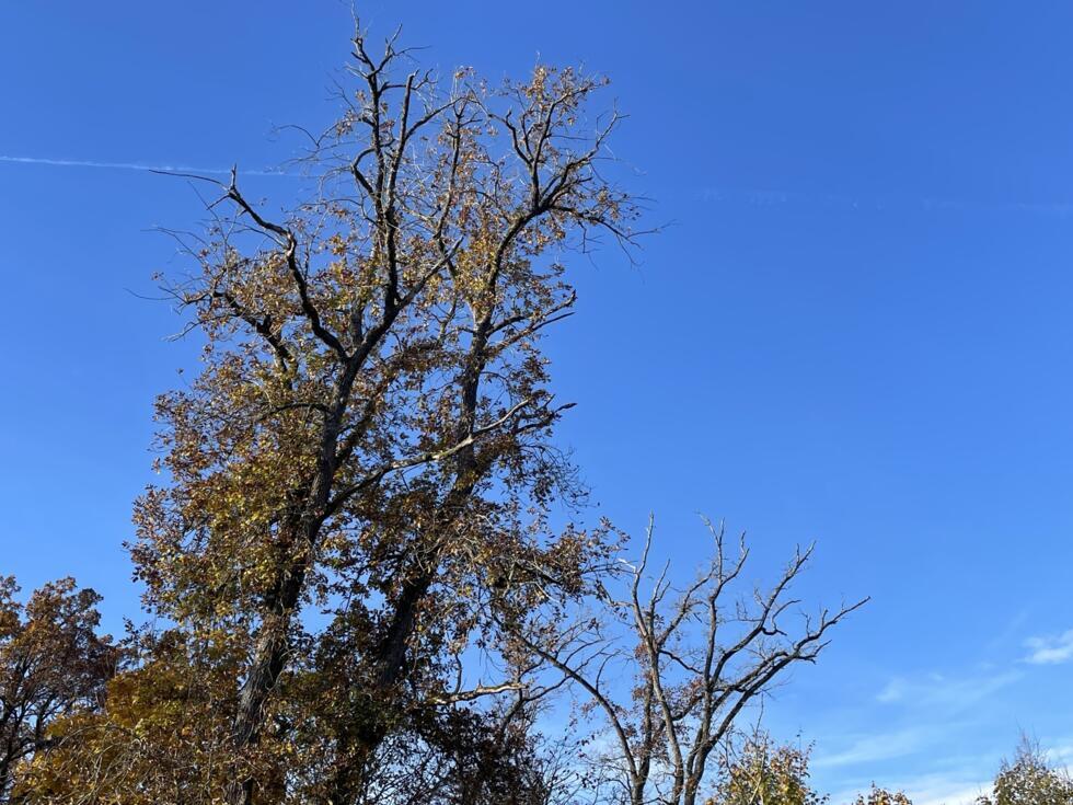 An oak tree suffering from "hydric stress and cavitation" appears almost bare in Fontainebleau on November 5, 2025.