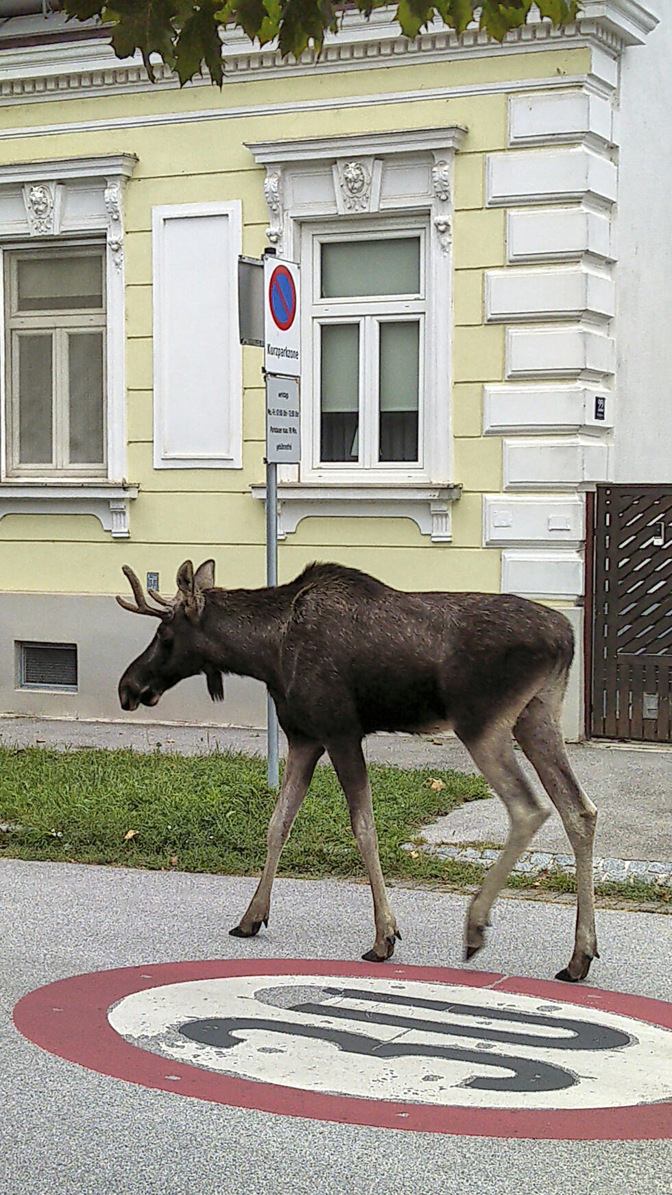 The Moose 'Emil' walks through the city of Korneuburg, north of Vienna, Austria, Saturday, Aug. 28, 2025.