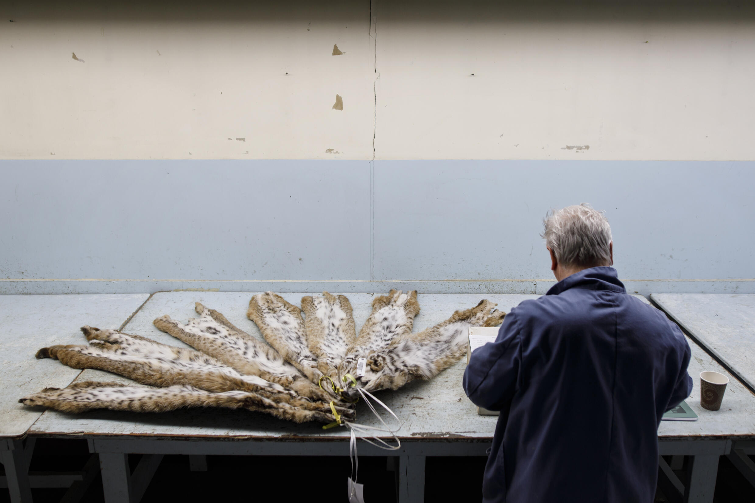 Fur broker Howard Treasure examined Lynx's bodies at the Fur Harvesters auction on March 22, 2022 in North Bay, Canada.