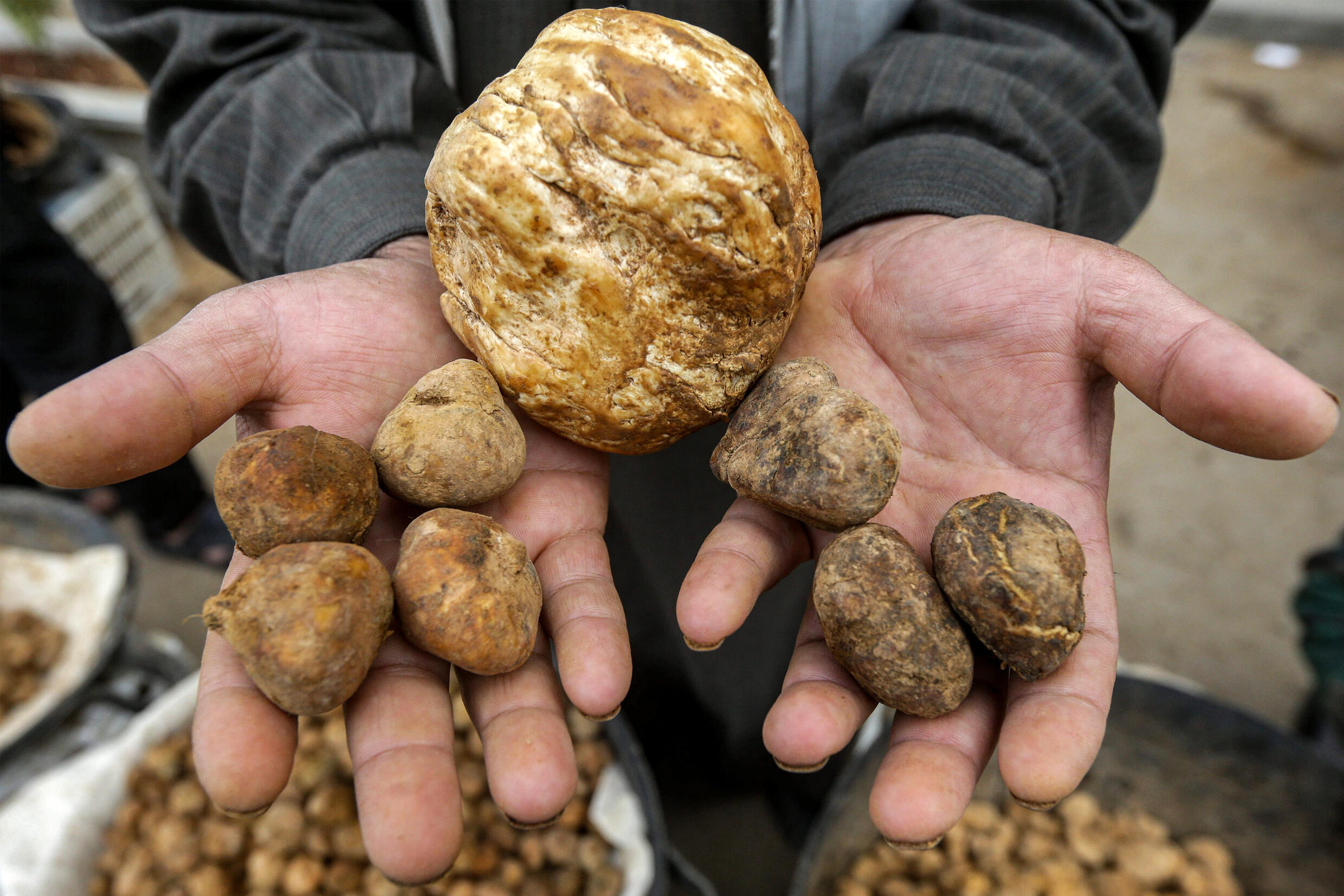'Treat dipped in blood' Syrians risk their lives for truffles