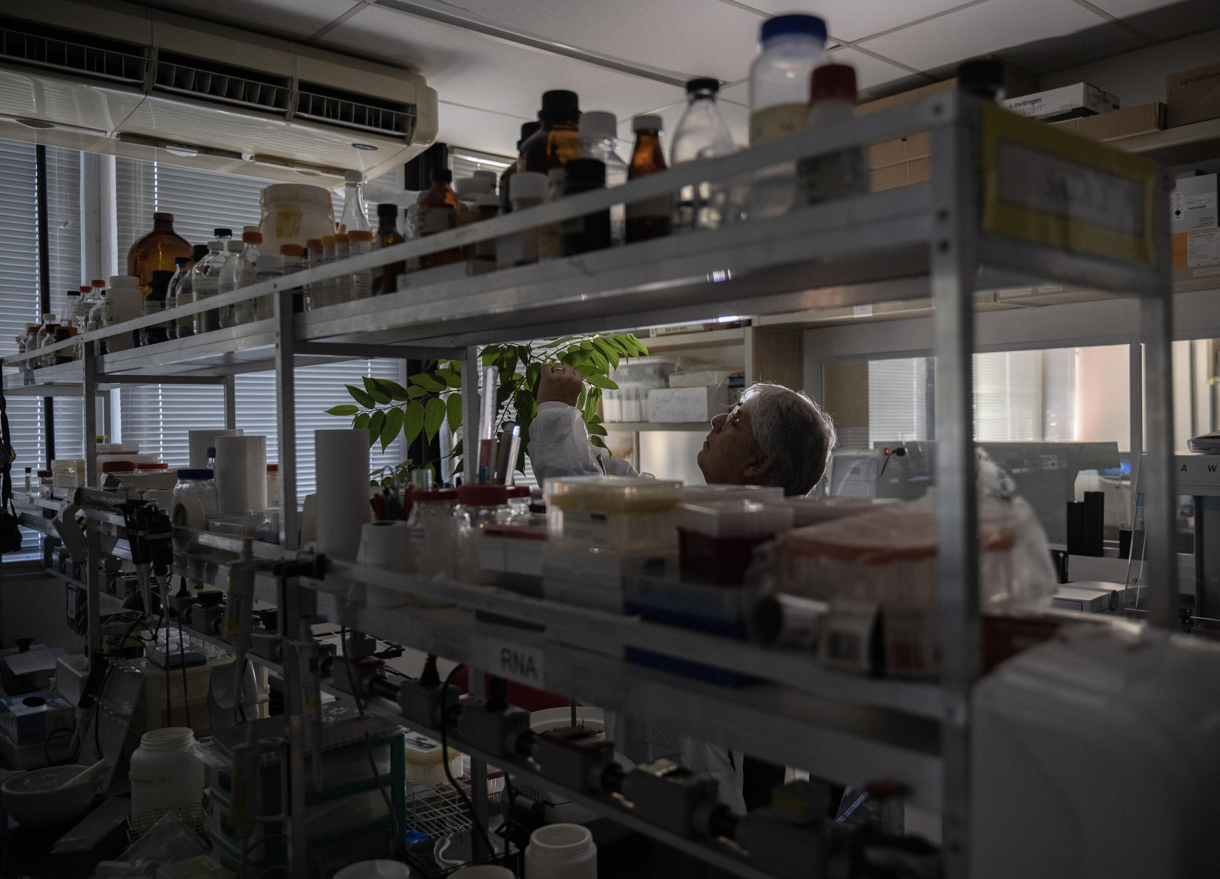 Trema micrantha blume contain one of the ingredients in marijuana, CBD, which shows promise treating epilepsy, autism, anxiety and chronic pain, but not the other main ingredient THC that makes people high