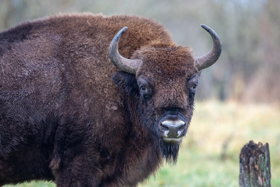 European bison (Bison bonasus), Bialowieza, Poland.