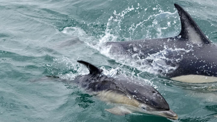 A dolphin calf swims near a boat at the mouth of the Tagus River in Lisbon on June 24, 2022.