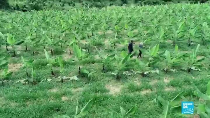 Martinique, Guadeloupe suffer effects of toxic chemical