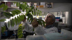 Brazilian molecular biologist Rodrigo Moura Neto inspects a plant that contains CBD, which can be used to treat epilepsy and crhonic pain, at his laboratory at the Federal University of Rio de Janeiro in June 2023