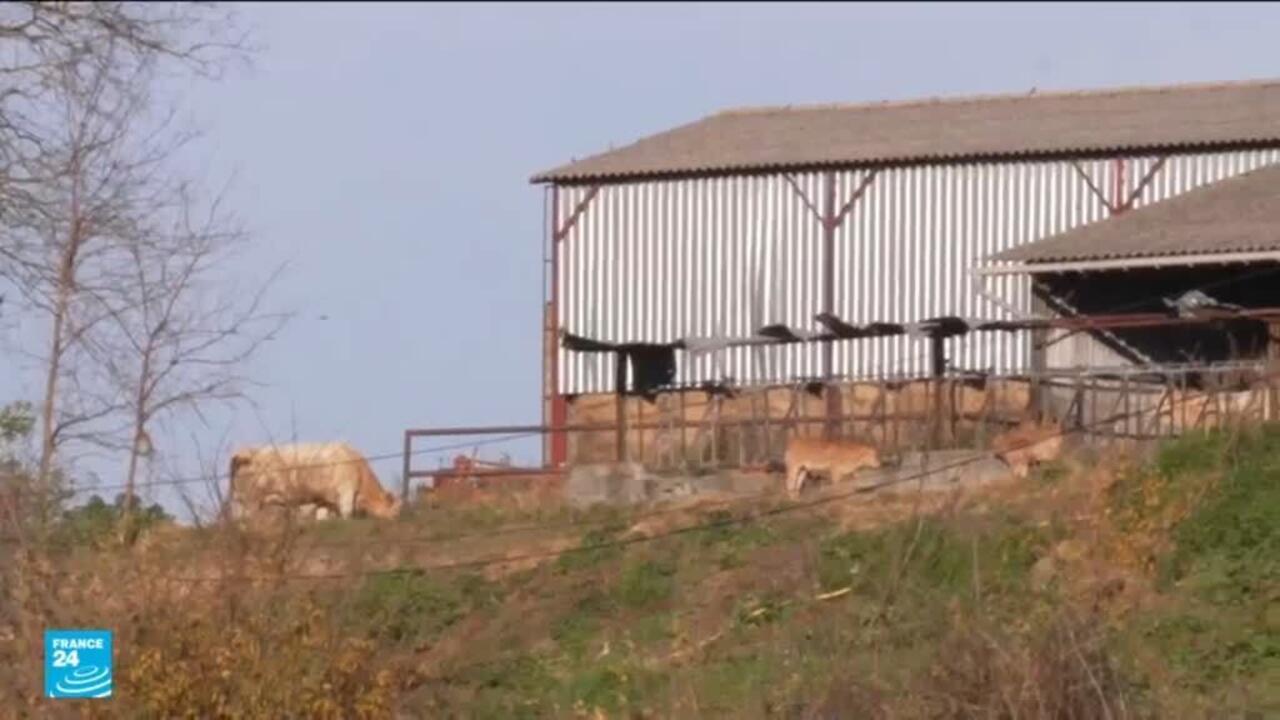 فرنسا: إعدام قطيع من الأبقار يثير قلق وغضب المزارعين