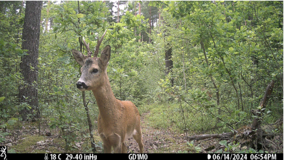 A photograph of a roe deer from state border edge camera traps.