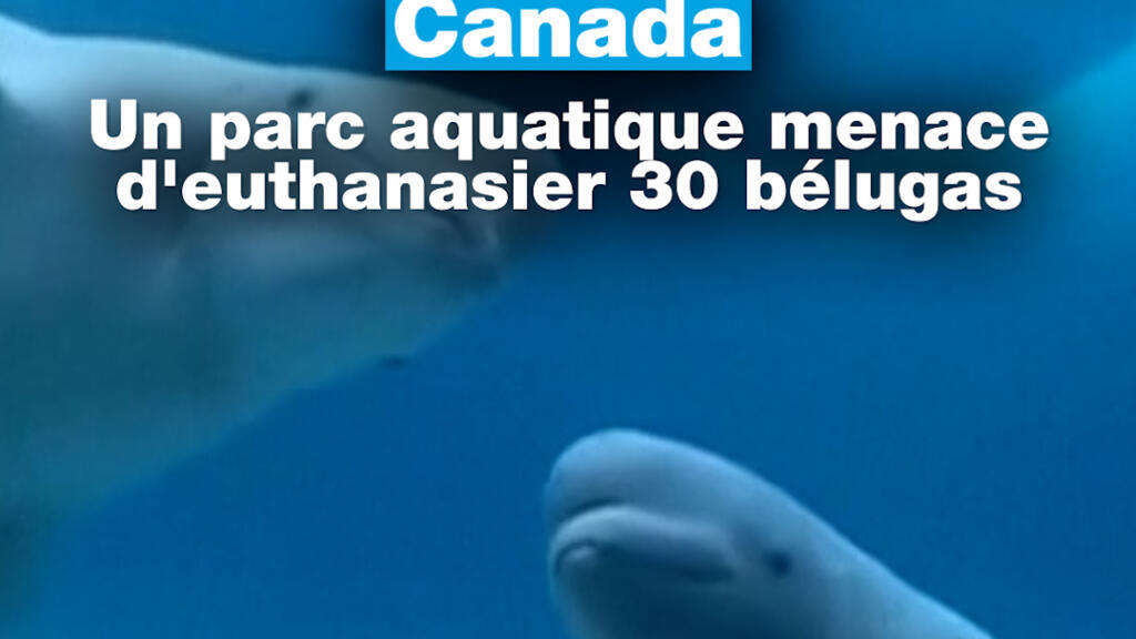 Canada : un parc aquatique menace d'euthanasier 30 bélugas