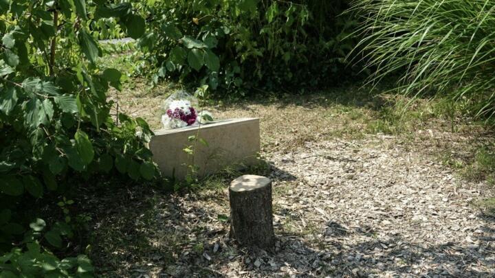 This photograph shows the trunk of the olive tree, presumably cut down with a chainsaw, which was planted in 2011 in front of a memorial to Ilan Halimi.