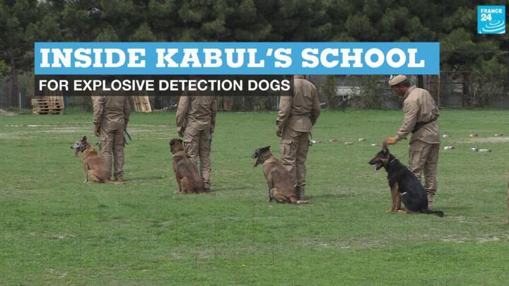 Inside Kabul’s school for explosive detection dogs