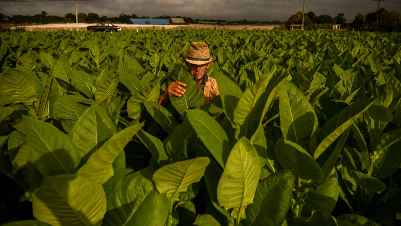 Grow food, not tobacco, WHO urges farmers Teller Report