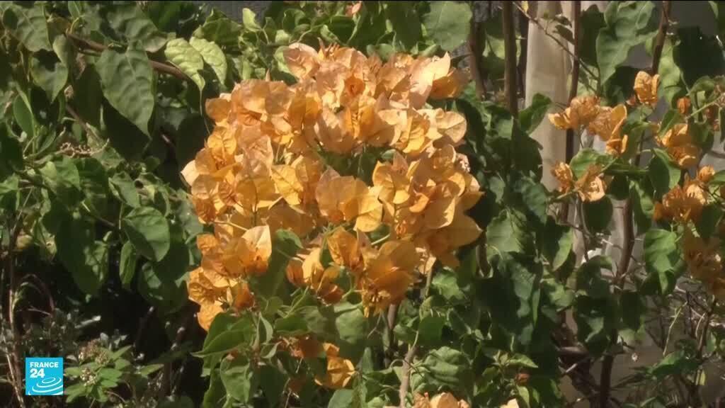 أزمة الجفاف ونقص الموارد المائية تحديات تواجه زراعة الزهور في المغرب