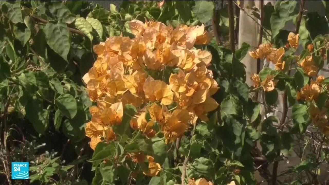 أزمة الجفاف ونقص الموارد المائية تحديات تواجه زراعة الزهور في المغرب