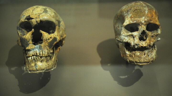 Left, a Neanderthal skull next to the skull of a Homo sapien on the right, in an exhibition at the Smithsonian Museum on March 17, 2010. 