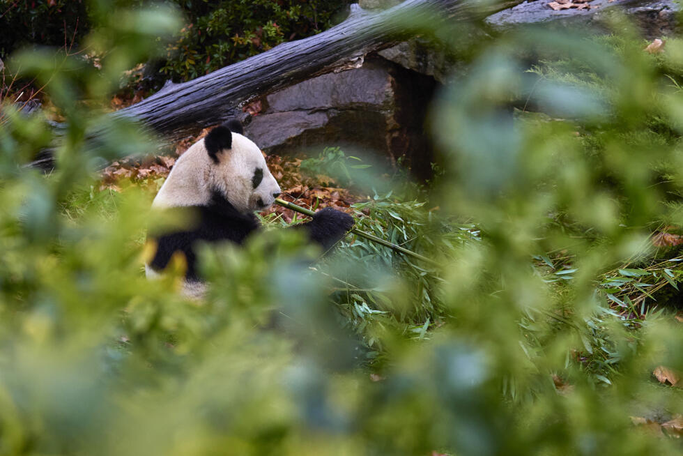 Le panda Yuan Zi dans son enclos au zoo de Beauval, Saint-Aignan-sur-Cher, dans le Loir-et-Cher, le 23 novembre 2025