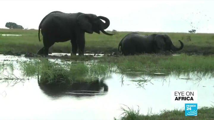 Outrage after Botswana lifts ban on elephant hunting 