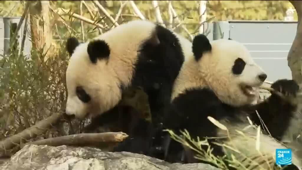 Japon : les pandas de Tokyo partent pour la Chine