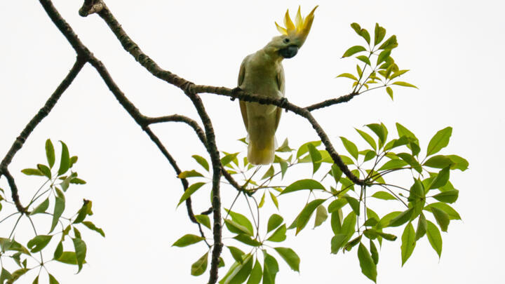 Nestled among the boughs of a decades-old cotton tree in Hong Kong is a nest box designed for the yellow-crested cockatoo, of which only 1,200 to 2,000 remain in the world.