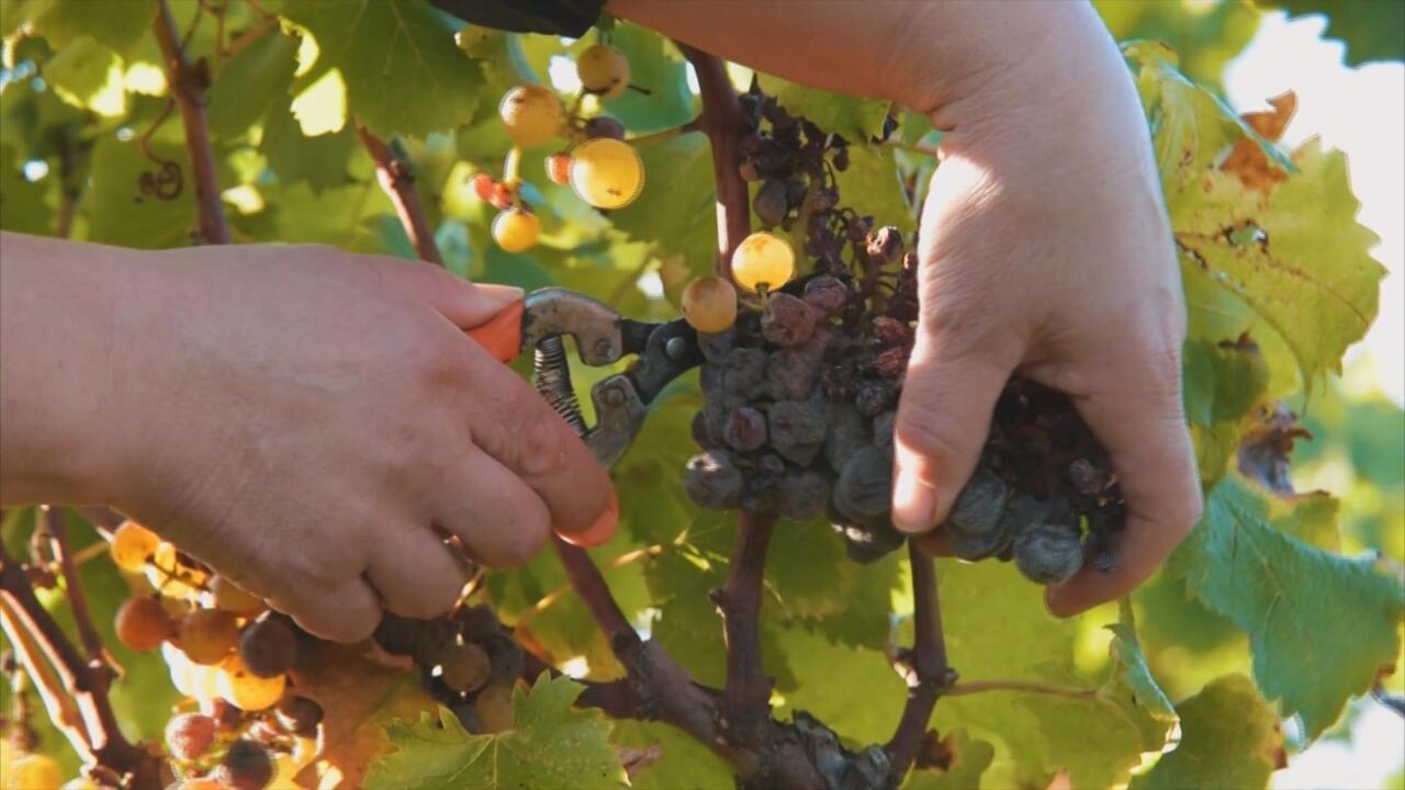 New year, new tariffs French wine & cognac hit by new US trade tax